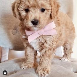 Bernedoodle, Boxer, Goldendoodle, Havapoo, and Poodle Puppies from Lady Paws Puppies