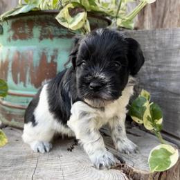 Tux - Black male Miniature Schnauzer puppy in Silver Creek, Mississippi from Mamie’s Minis, LLC