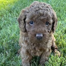 Goldendoodle Puppies from Maple Blossom Doodles