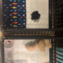 Pomeranian Puppies from A Sample Of Gods Love Kennels