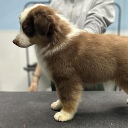 Boy 2 - Red tri-color male Miniature American Shepherd puppy in Bowling Green, Kentucky from Flawlessly Kennel