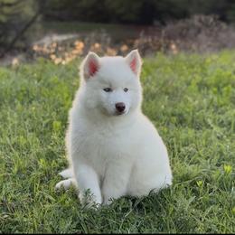 Pomsky and Siberian Husky Puppies from A-Dream Pomsky Kennel