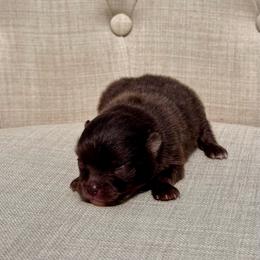 Cola - Chocolate male Pomeranian puppy in Canandaigua, New York from Fingerlakes Pomeranians