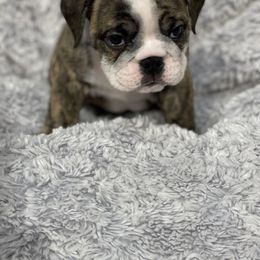 Girl 3 - Bulldog puppy in Houston, Texas from Kandyland Bulldogs