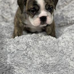 Girl 3 - Bulldog puppy in Houston, Texas from Kandyland Bulldogs
