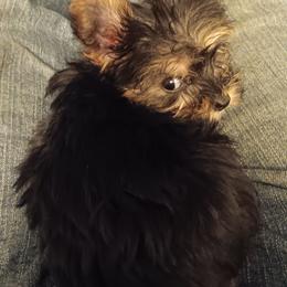 Baby - Black and tan female Yorkshire Terrier puppy in Redford Township, Michigan from Childress Yorkies