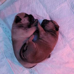 Bullmastiff Puppies from Sunny Beach Bullmastiffs