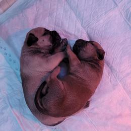 Bullmastiff Puppies from Sunny Beach Bullmastiffs