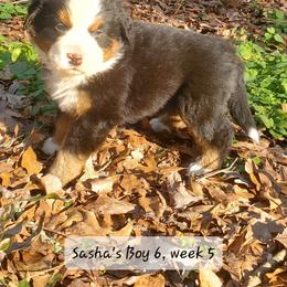 Boy 6 - Black rust and white male Bernese Mountain Dog puppy in Nicholson, Georgia from Bernese Mountain Dogs of Pony Trail Farm