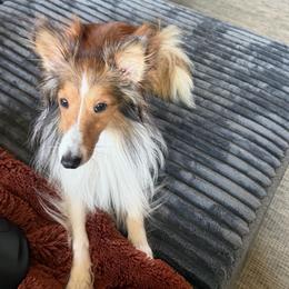 Luna - Shetland Sheepdog