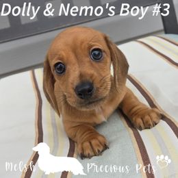 Boy 3 - Dapple male Dachshund puppy in Anamosa, Iowa from Melsh Precious Pets