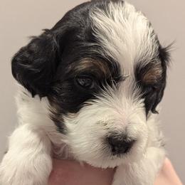 Boy 2 - male Aussiedoodle puppy in New Durham, New Hampshire from Ridgeview Aussiedoodles