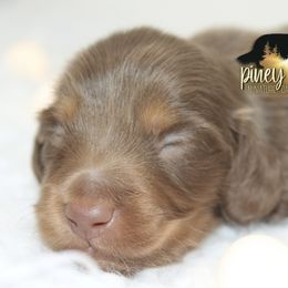 Dachshund Puppies from Piney Woods Miniature Dachshunds LLC