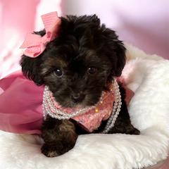 Celeste - Black and white female Shichon puppy in Seymour, Tennessee from Mel’s Teddy Bear Puppies
