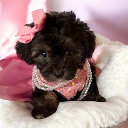 Celeste - Black and white female Shichon puppy in Seymour, Tennessee from Mel’s Teddy Bear Puppies