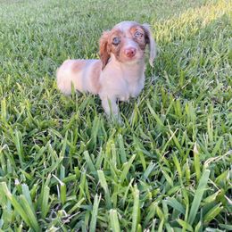 Dachshund Puppies from Life With Mini Paws