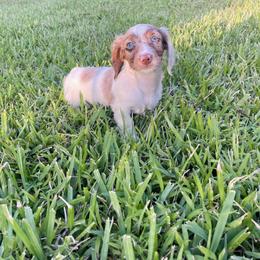 Dachshund Puppies from Life With Mini Paws