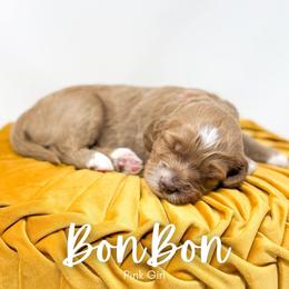 BonBon - Red  female Goldendoodle puppy in Calvin, Oklahoma from BellaDoodles