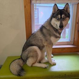 Mishka - Agouti and white female Siberian Husky puppy in Dane, Wisconsin from Sunny Hurricane Siberians