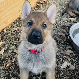 German Shepherd Puppies from Elite Haus K9
