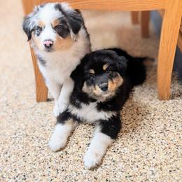 Australian Shepherd Puppies from Beaver Creek Aussies