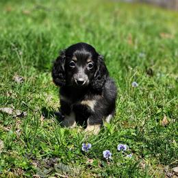 Adzuki Bean-2700 - Black and cream female Dachshund puppy in Mount Sherman, Kentucky from Kaleidoscope Dachshunds and Whippets