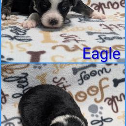 Eagle - Black tri-color male Australian Shepherd puppy in Squaw Valley, California from A&M Australian Shepherds