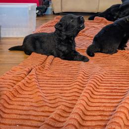 German Shepherd puppies from Von Nikolaos German Shepherds