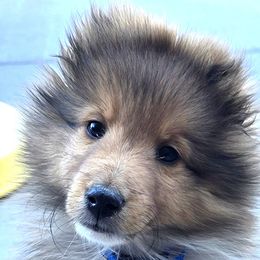 Robin - Sable and white female Shetland Sheepdog puppy in Elizabeth, Colorado from Trio Shelties