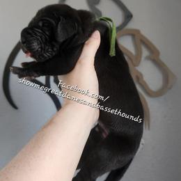 Green Collar - Black male Great Dane puppy in Alton, Illinois from Show Me Great Danes and Basset Hounds