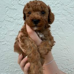 Bartolin - Red  male Poodle puppy in Miami, Florida from Sakura Poodles