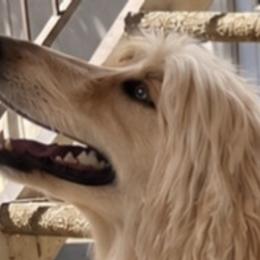 Afghan Hounds, Assorted Doodle Crosses, Aussiedoodles, Companion Crosses, Poodles, Yorkipoos, and Yorkshire Terriers from Teakwood Poodles of SoCal
