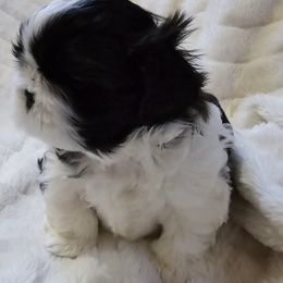 Shih Tzu Puppies from Southern Class Shih Tzu