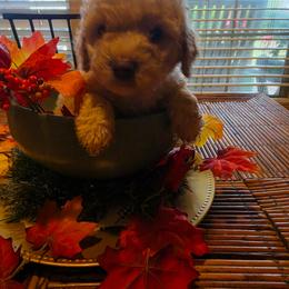 Sunny - Apricot female Goldendoodle puppy in Orange Park, Florida from Evergrace Farm Doodles