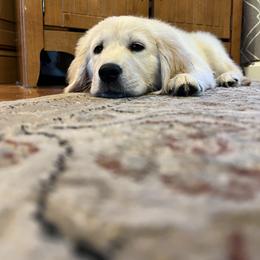 German Shepherd and Golden Retriever Puppies from Le Blanc’ English Goldens and Shepherds LLC