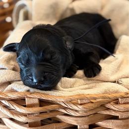 Jack-O-lantern - Black male Goldendoodle puppy in Beech Bluff, Tennessee from White Oak Kennel