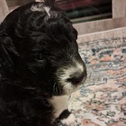 Haddon - male Assorted Doodle Crosses puppy in Northumberland, Pennsylvania from Light and Life Doodles