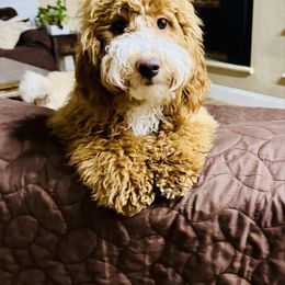 Payton - Goldendoodle