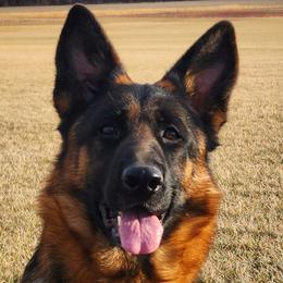 Vespa - German Shepherd