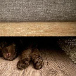 Labradoodle Puppies from Dotsie's Doodles