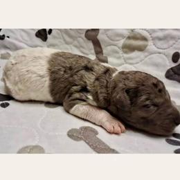 Pickles - Parti male Goldendoodle puppy in Sterling, Connecticut from Justine’s Retrievers and Doodles, LLC