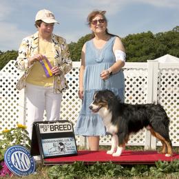Bailey - Miniature American Shepherd