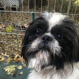 Ziggy - Shih Tzu
