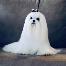 Dreamer - Maltese