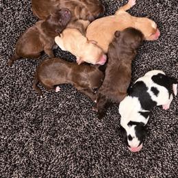 Truffle girl 5 - Chocolate female Labradoodle puppy in Churchill County Fallon, Nevada from Card Family Ranch