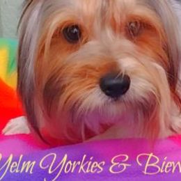 Nomine' - Blue tan and white Biewer Terrier puppy in Yelm, Washington from Yelm Biewers