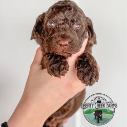 Peeta - Chocolate male Goldendoodle puppy in Ocoee, Tennessee from Liberty Creek Farms