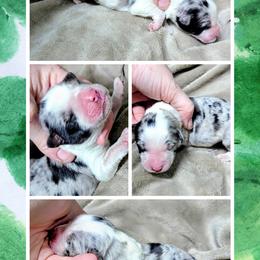Australian Shepherd and Great Dane Puppies from AEW Farm