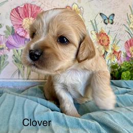 Clover - Golden male Cockapoo puppy in Roseville, California from Darby Park Doodles
