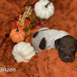 Blitzen - White and liver German Shorthaired Pointer puppy in Weeki Wachee, Florida from River Ridge GSP